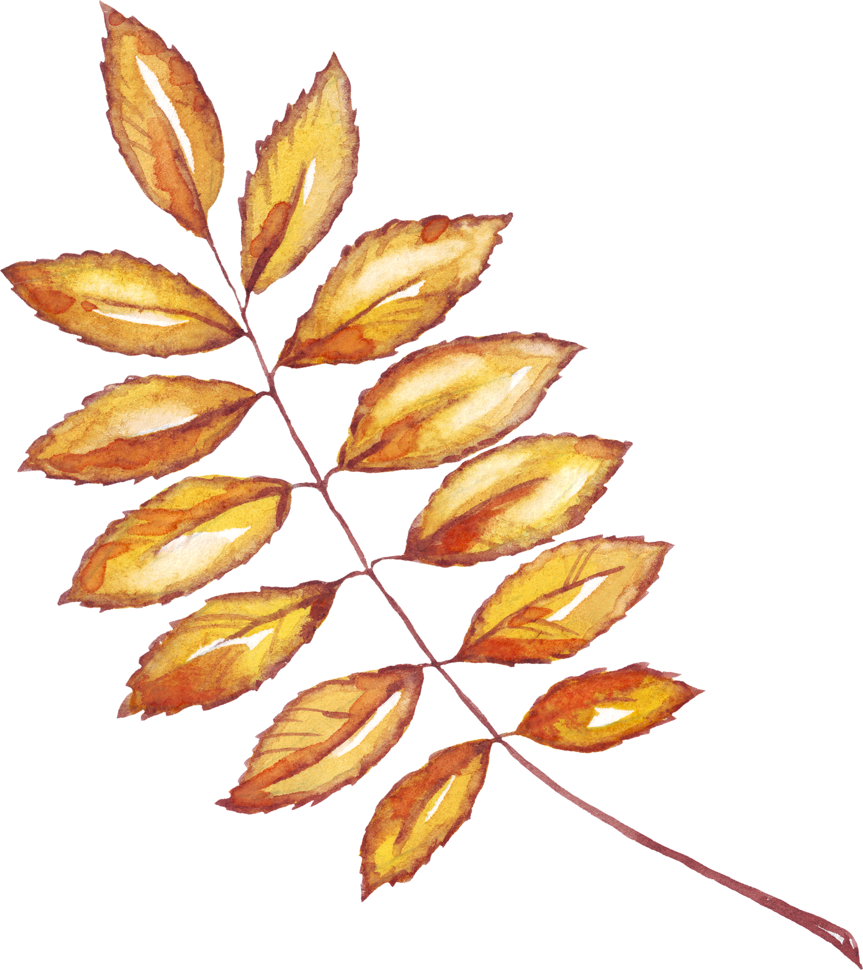 Free Fall leaf. Watercolor clipart 23364851 PNG with Transparent Background