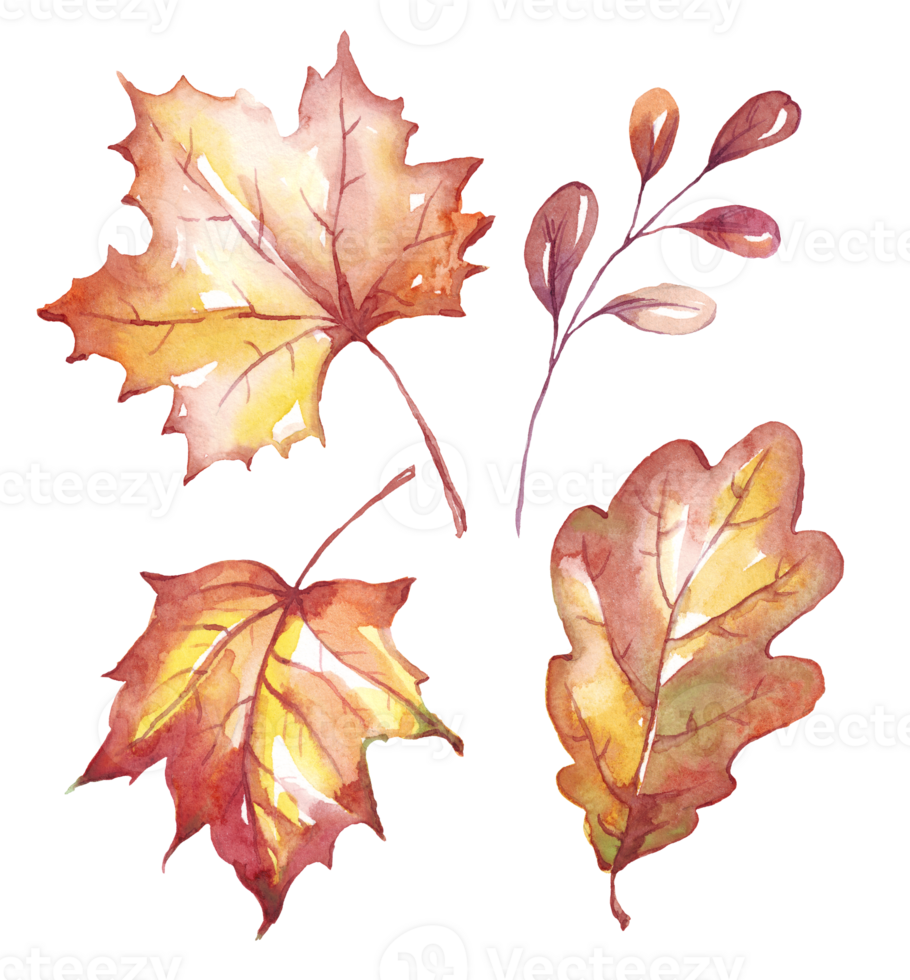 Fall leaves. Watercolor clipart png