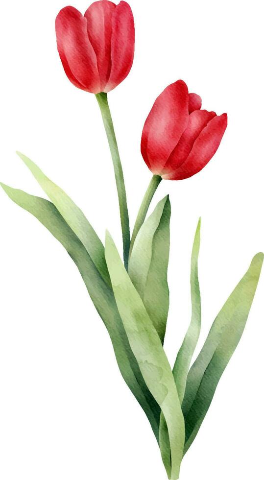 Red watercolor tulip with green leaf. Hand drawn watercolor illustration vector