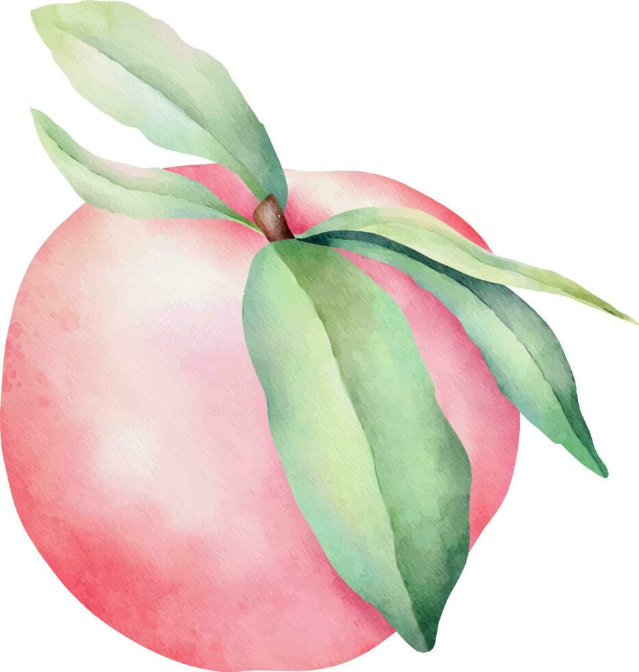 Hand drawn watercolor peach with green leaves, isolated on white background. vector