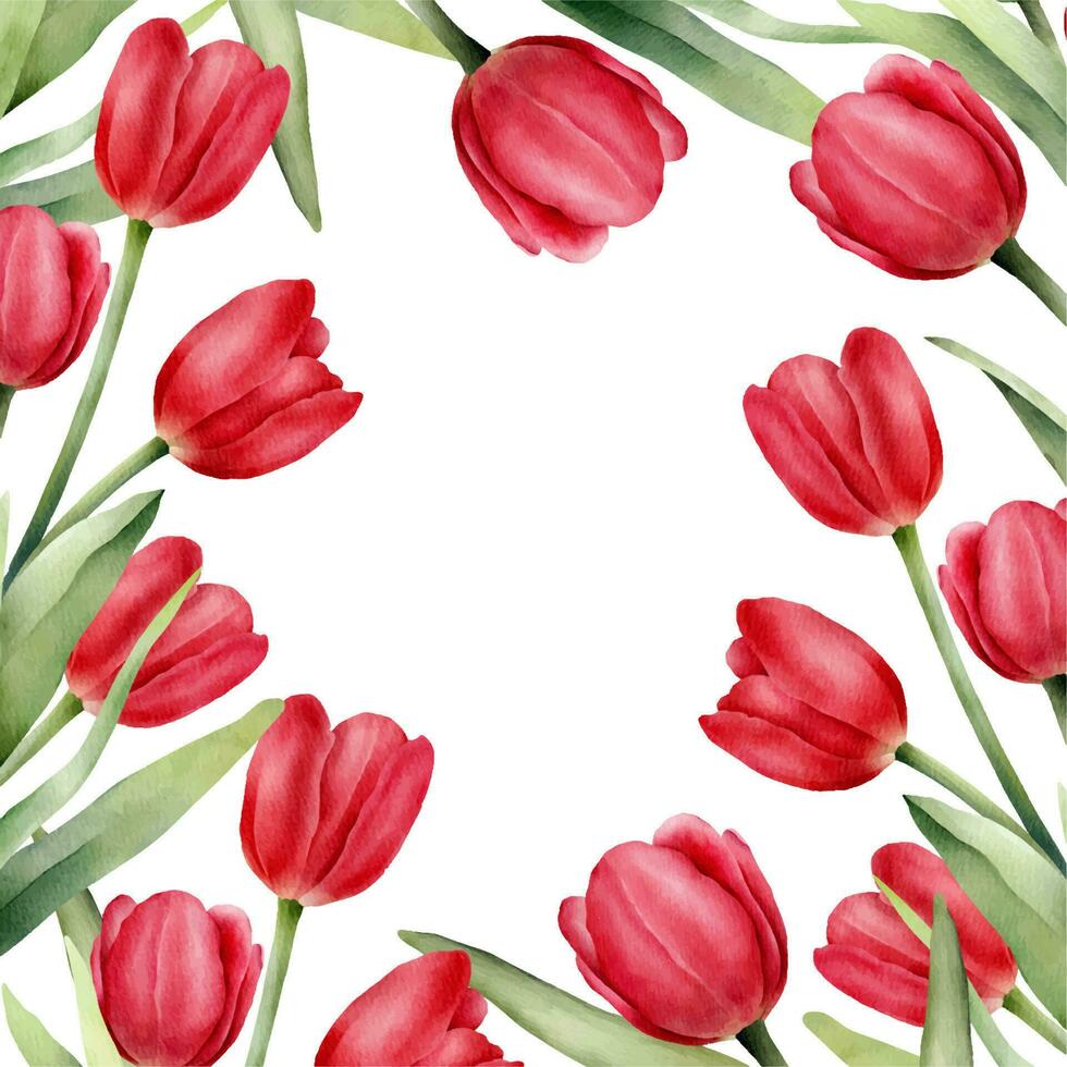 Frame with red watercolor tulips and green leaf. Hand drawn watercolor illustration vector