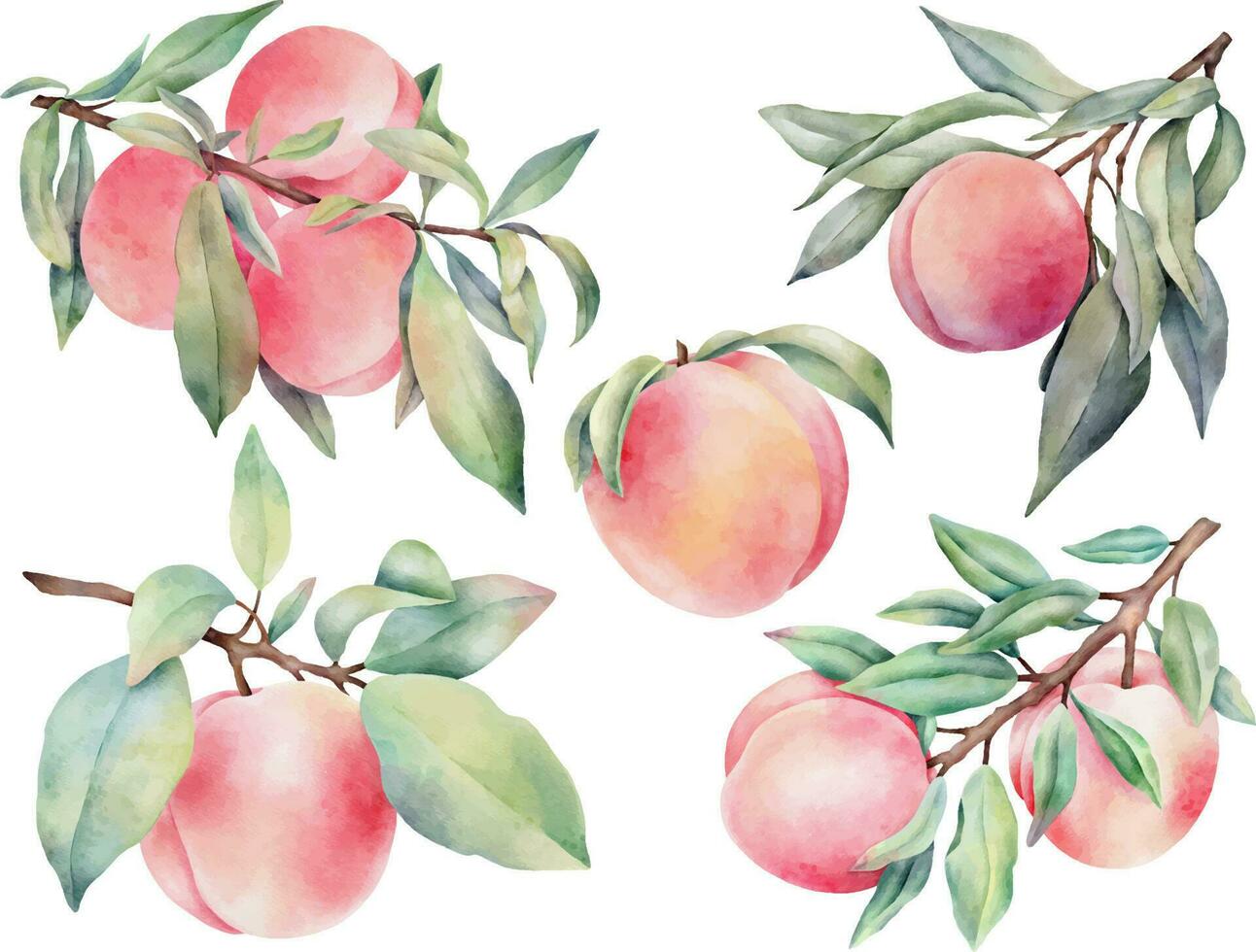 Hand drawn watercolor peaches set with green leaves, isolated on white background. vector