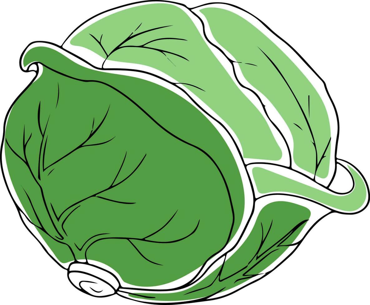 Lineart style whole green cabbage black outline isolated on white background vector
