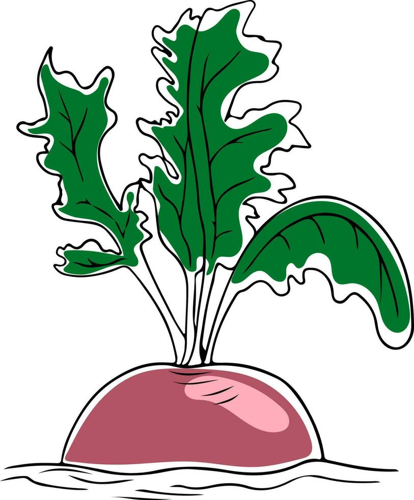 Vector lineart style pink radish with greenery growing isolated on white background
