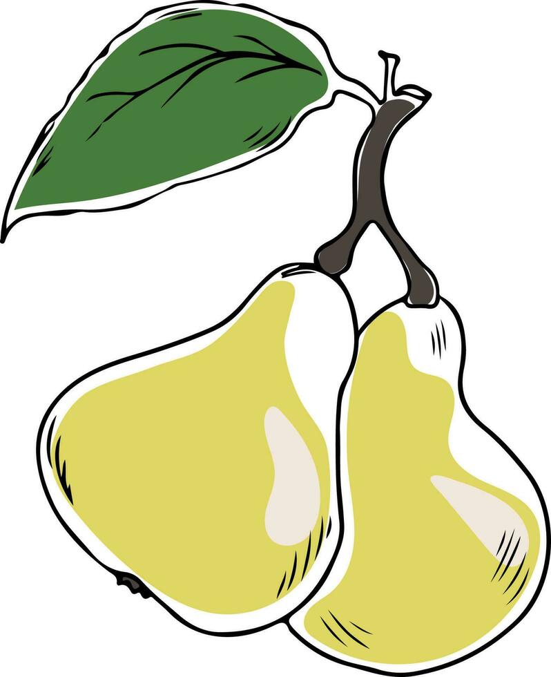 Lineart style vector two yellow pears with leaf black outline on white background isolated