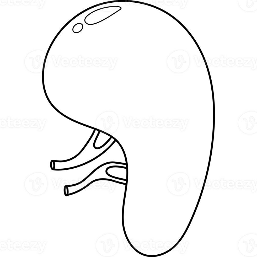 Spleen . Human organ. line drawing png