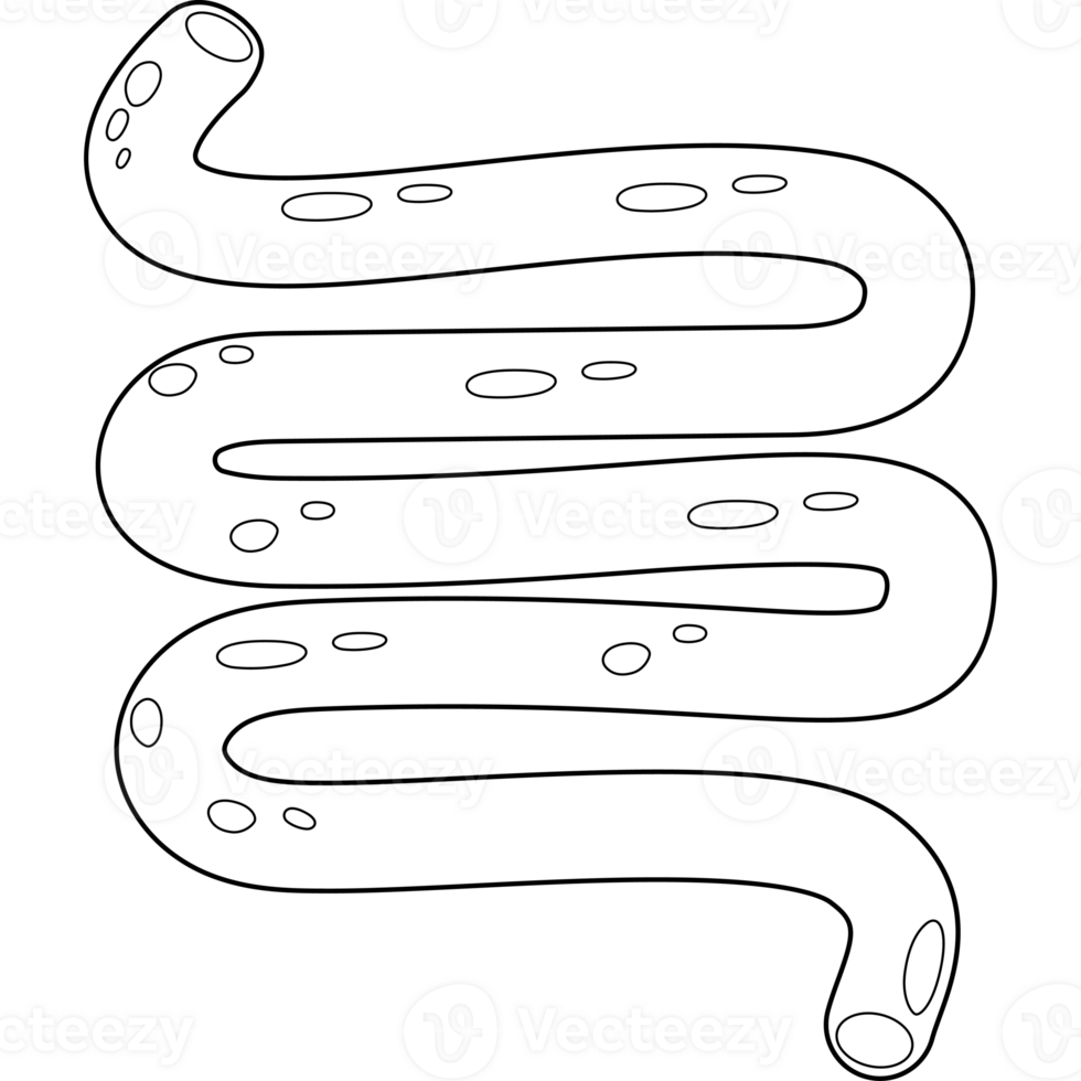 small intestine. Human organ. line drawing png