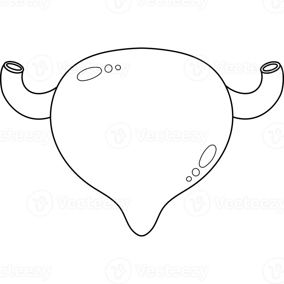 Bladder. Human organ. line drawing png