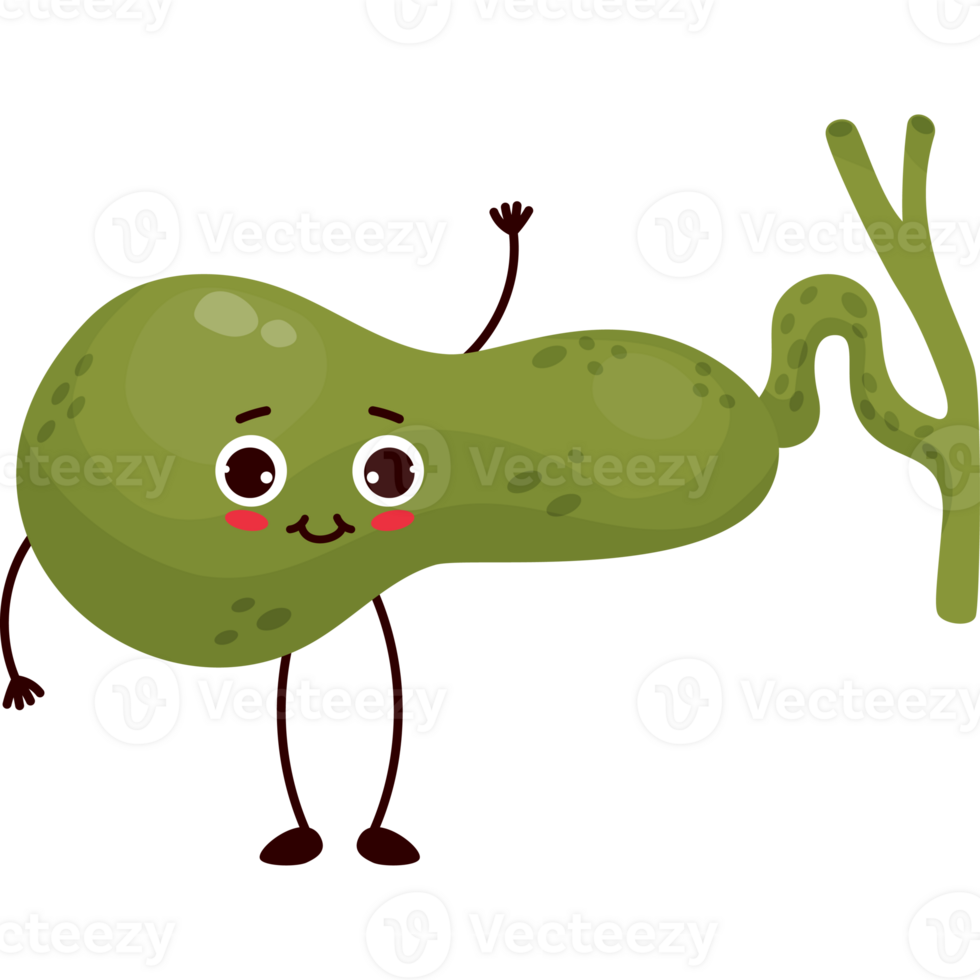 cute cartoon character organ gallbladder png