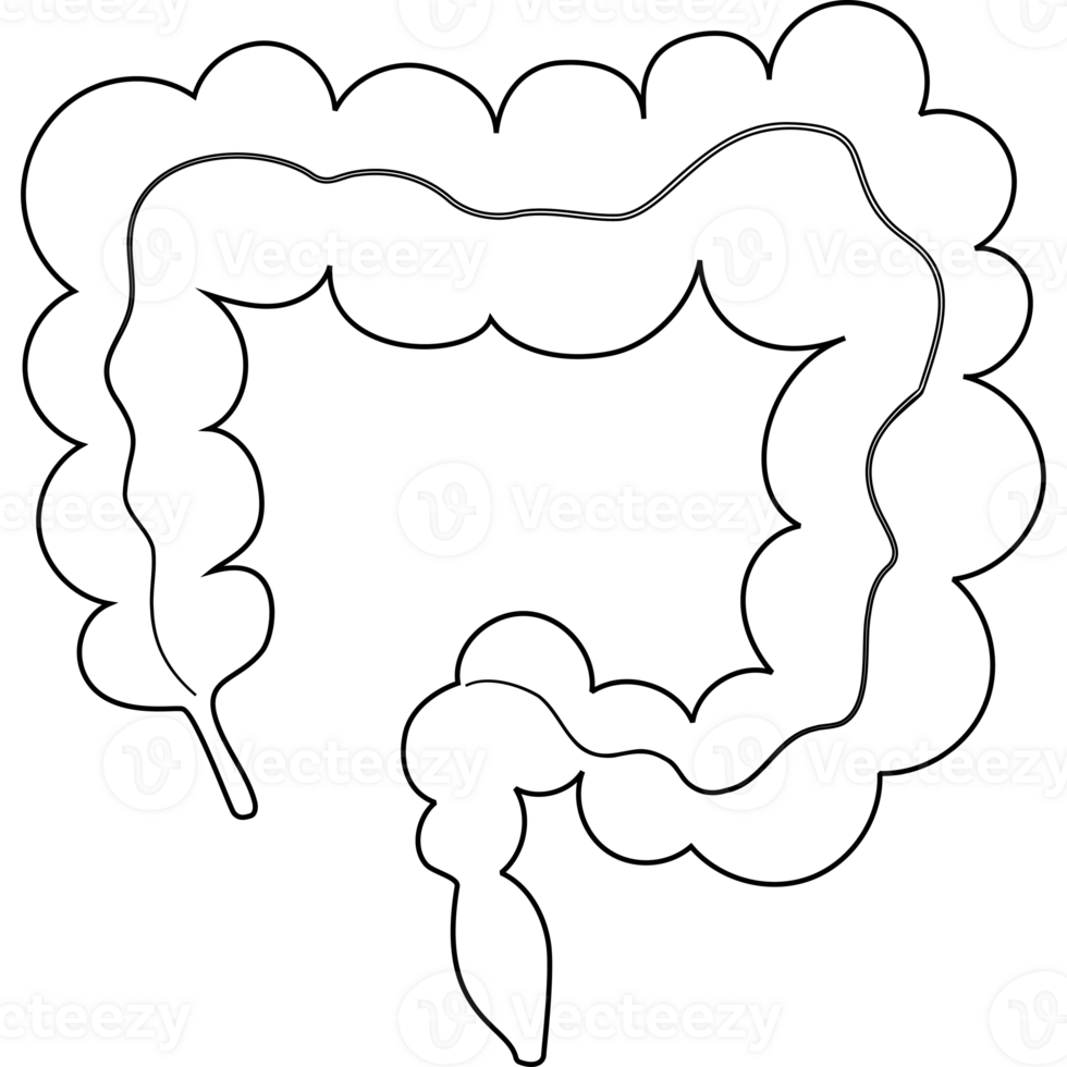 Intestine. Human organ. line drawing png