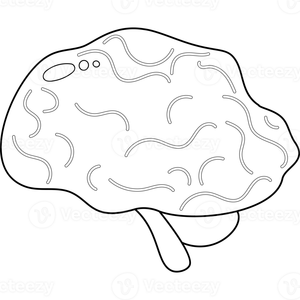 Brain. Human organ. line drawing png