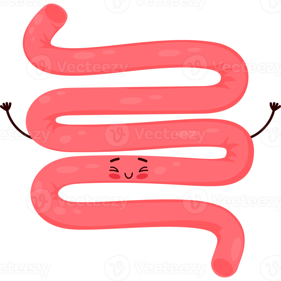cartoon character organ small intestine png