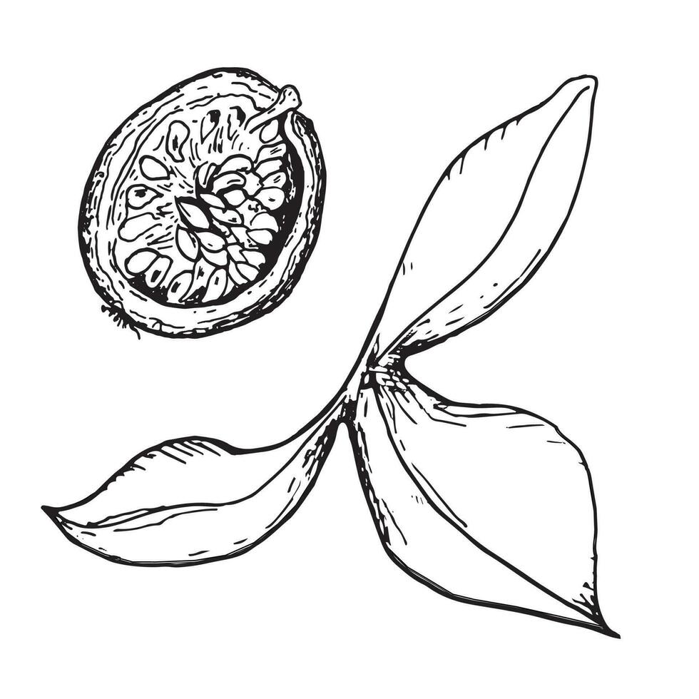Leaf of passion flower and sliced maracuja vector illustration isolated on white. Tropical fruit hand drawn. Design element for wrapping, menu, market, herbal tea, ice-cream, stickers, tableware.