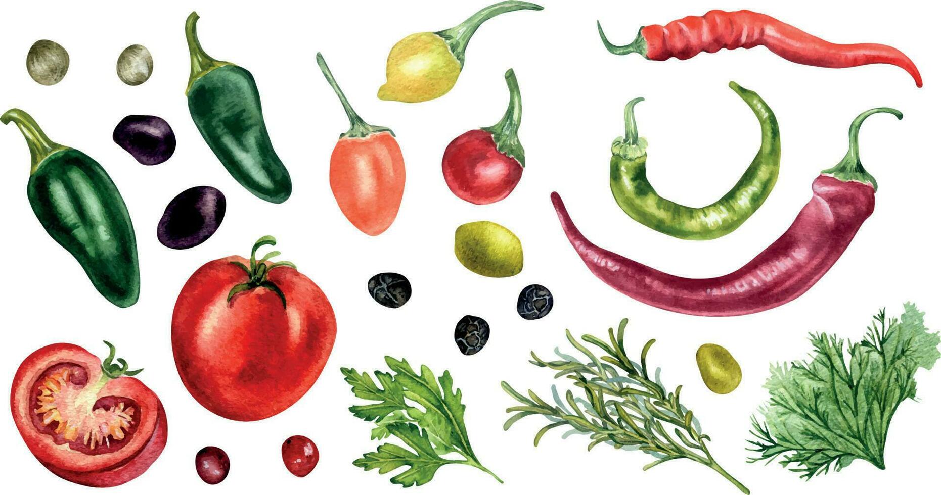 conjunto de tomate, Olivos, caliente pimientos y hierbas acuarela ilustración aislado en blanco. jalapeño, granos de pimienta, chile pimienta, perejil, Romero mano dibujado. elementos para menú, libro de cocina, paquete vector