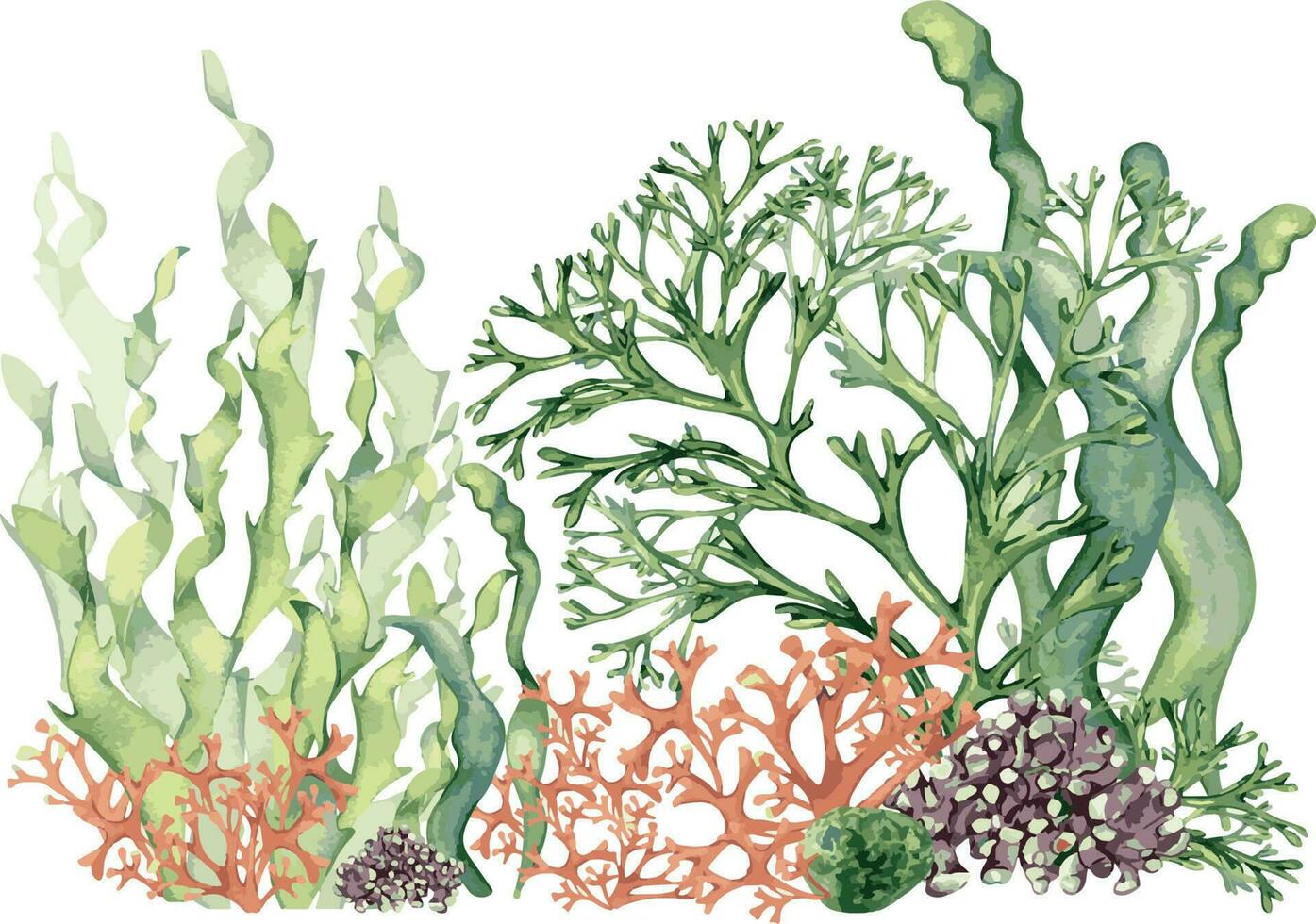 Composition of colorful sea plants watercolor illustration isolated on white. vector