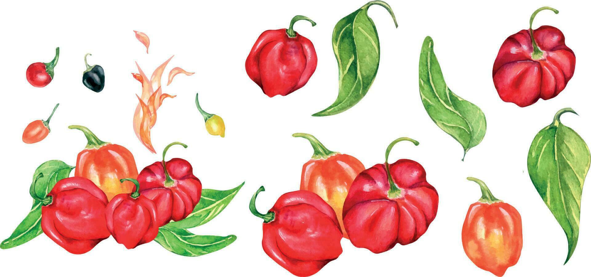 Set of habanero hot pepper watercolor illustration isolated on white background. vector