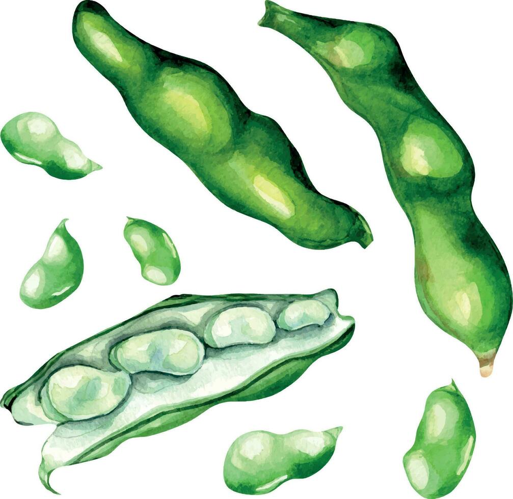 Plant green beans, haricot watercolor illustration isolated vector