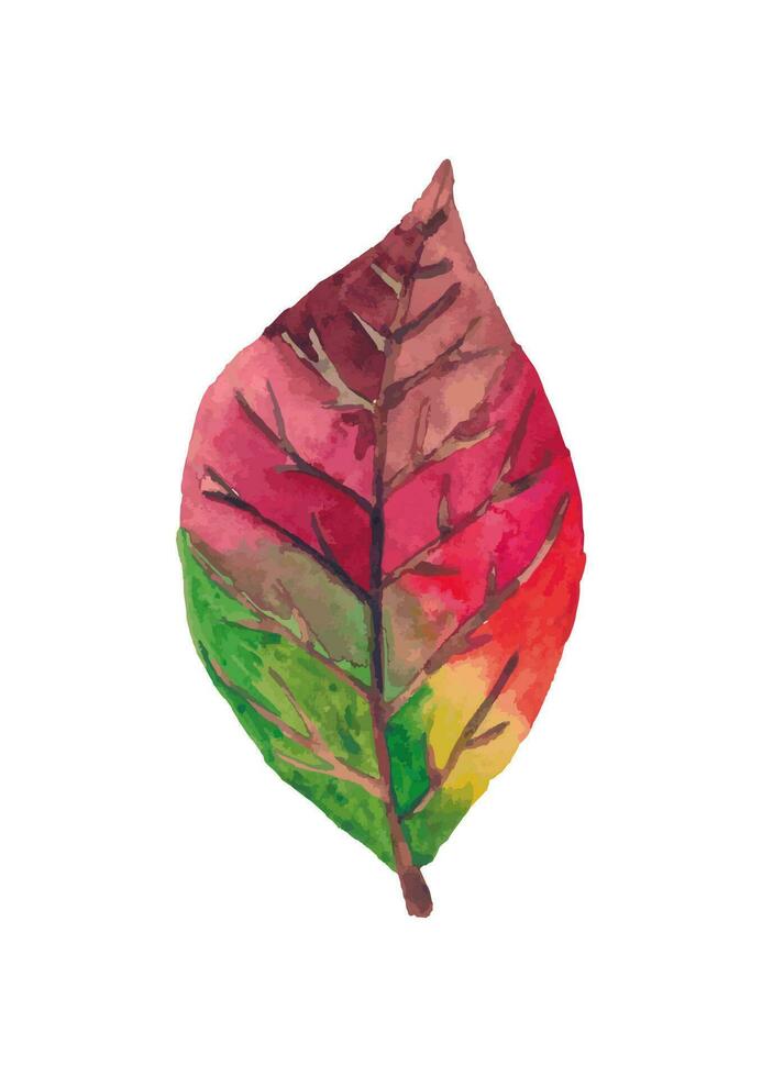 Watercolor colorful and bright drawing autumn leaf isolated on white background vector