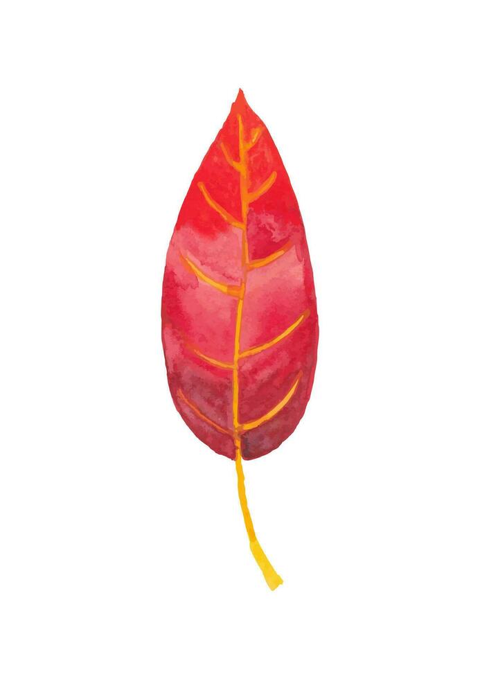 Red watercolor artistic leaf. Autumn time. Isolated on white. vector