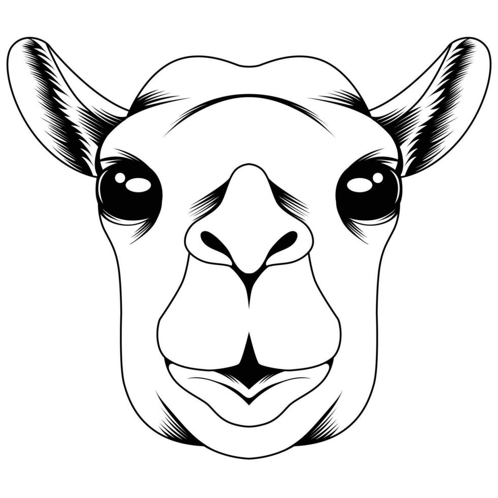 Camel head vector illustration