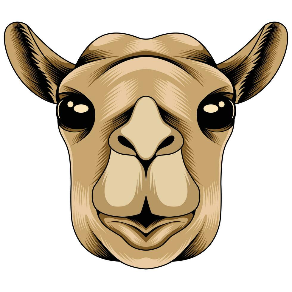 Camel head vector illustration