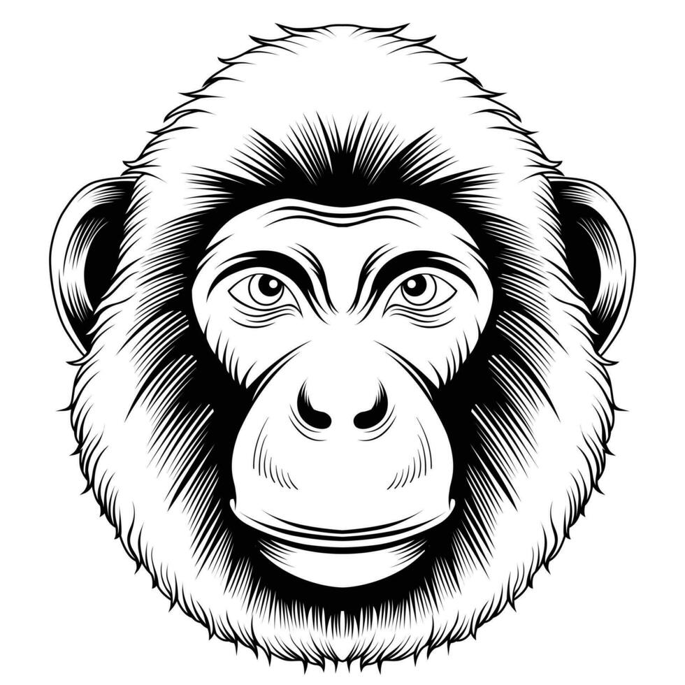 Monkey head vector illustration