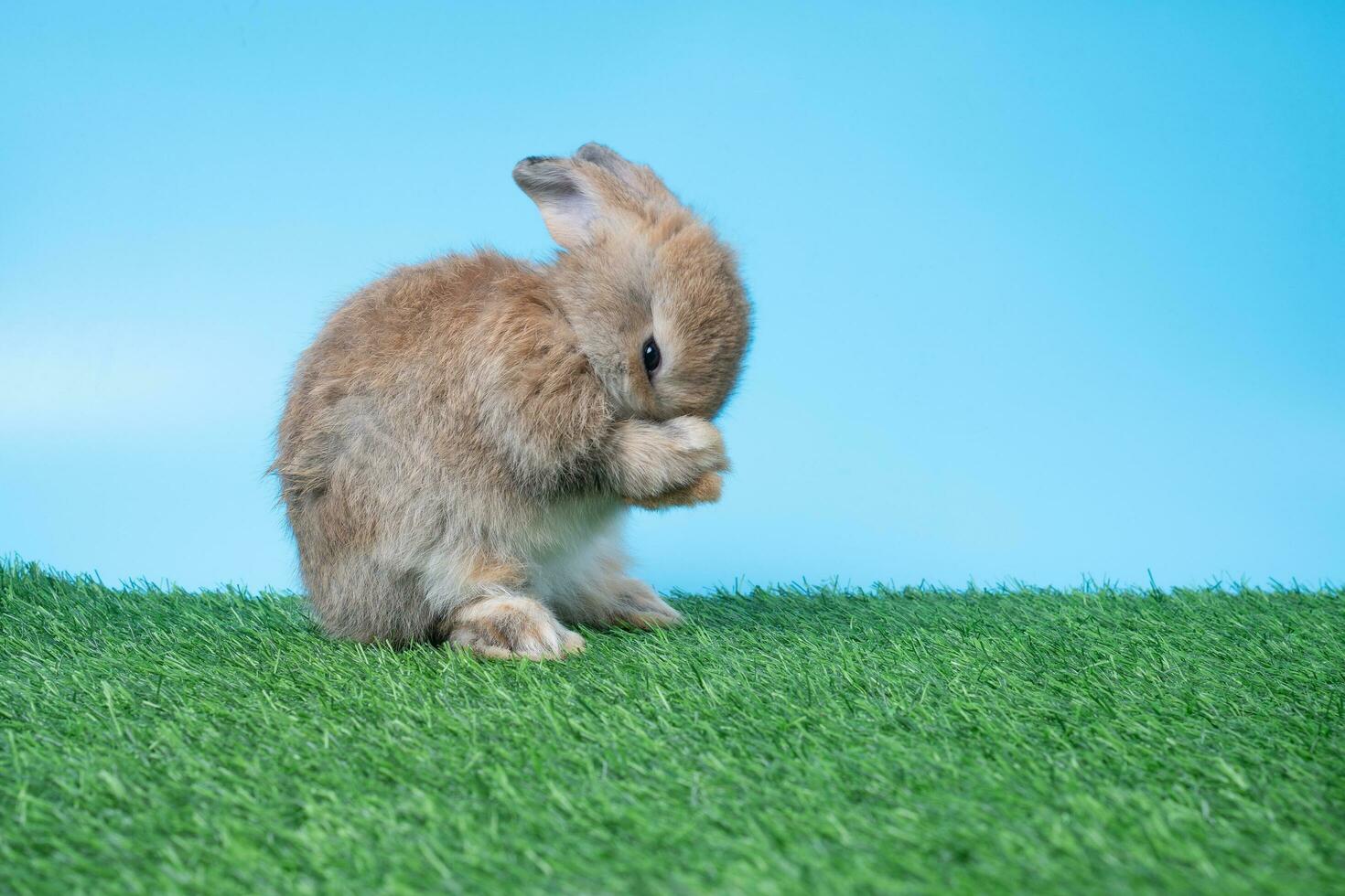 Cute Baby Bunny Stock Photos, Images and Backgrounds for Free Download