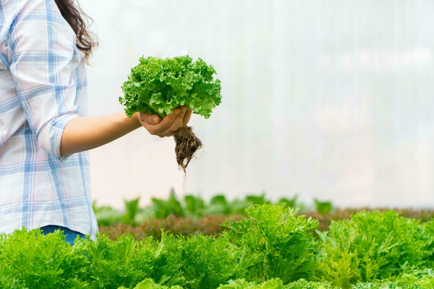 mujer agricultora asiática sosteniendo ensalada de vegetales crudos para verificar la calidad en el sistema de cultivo hidropónico en invernadero. concepto de alimentos organicos foto
