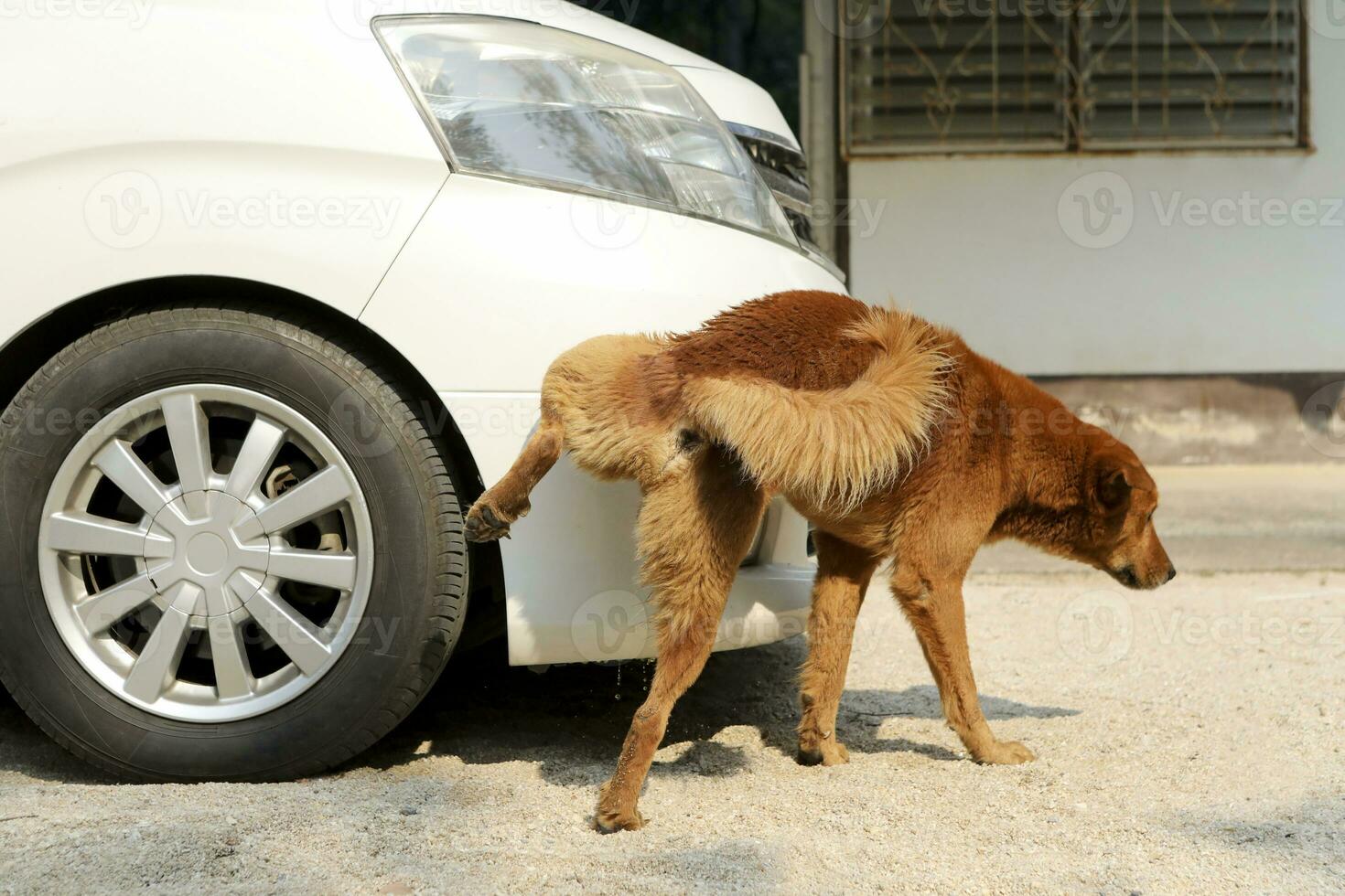 rojo marrón perro orinar en frente de blanco coche foto