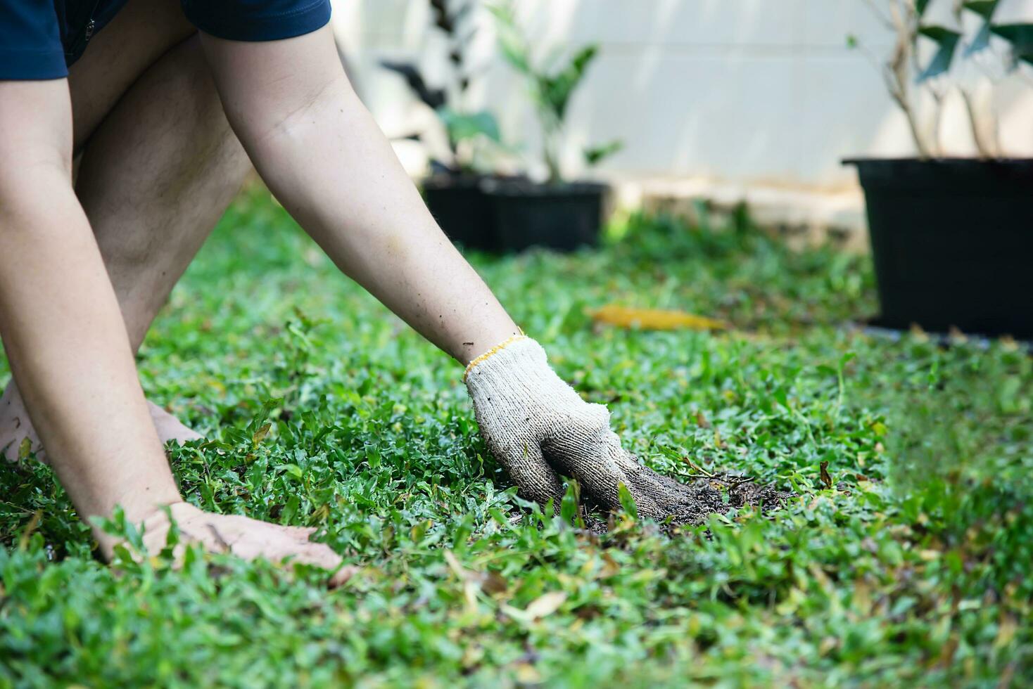 man is planting grass in his home garden, people with household green ecology for good environment concept photo