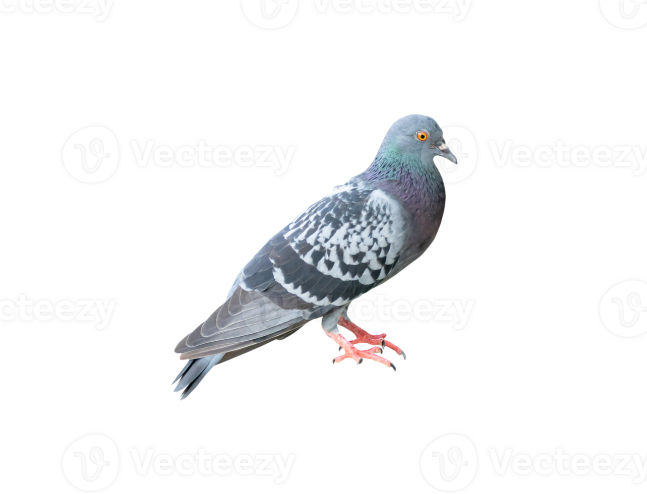 Single wild pigeon standing isolated with clipping path in png file format