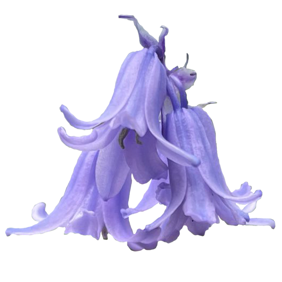 Common Bluebell transparent png