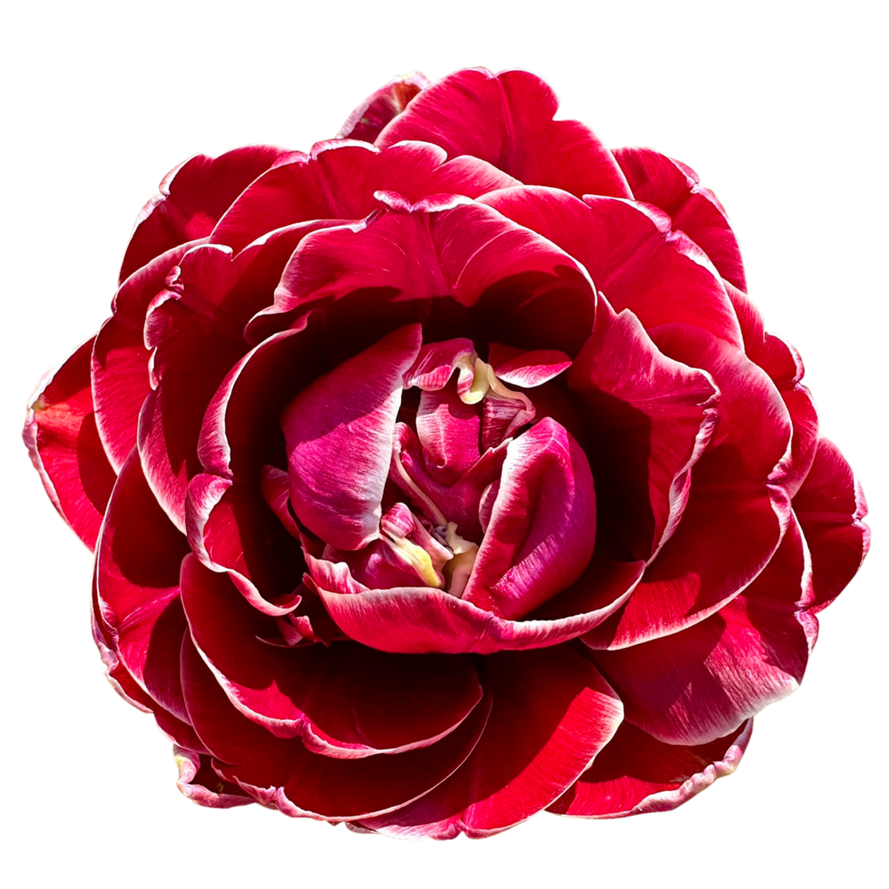 Duplo flor tulipas flores png
