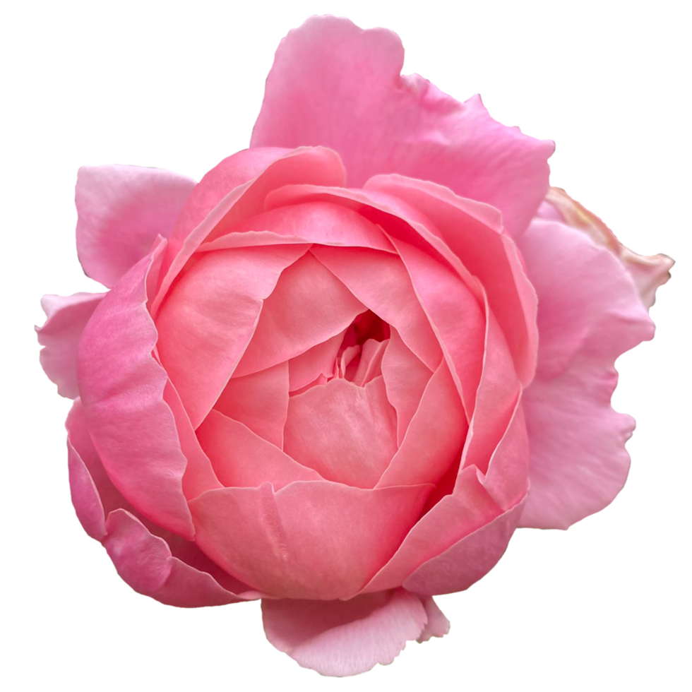 Closeup Pink Colour Single Rose Flower Stock Photo png