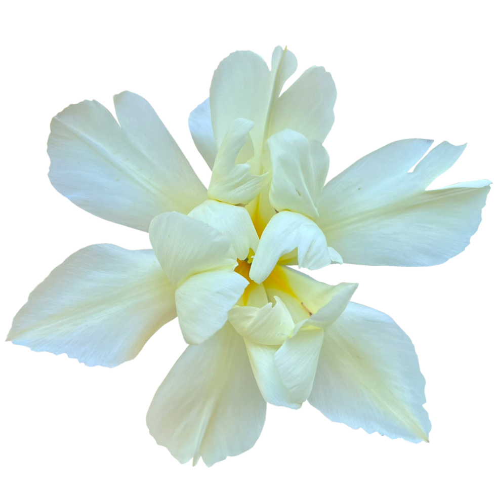 hedychium coronarium bloemen PNG transparant