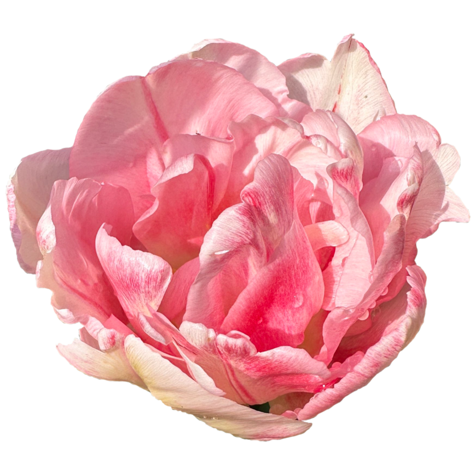 peonía rosado tulipán flores png