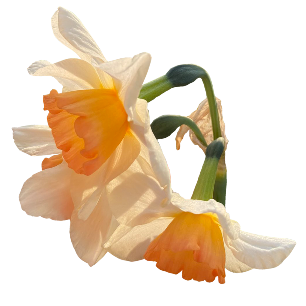 Close up of cream daffodils with orange flowers png