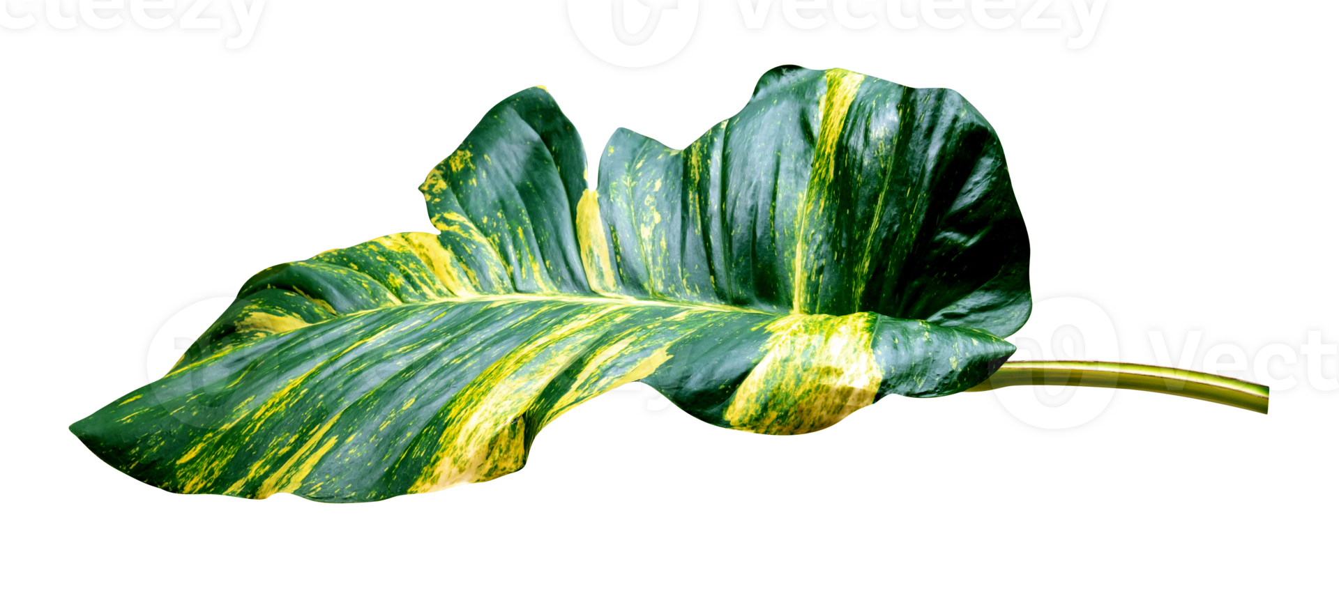 vert feuilles modèle de epipremnum aureum feuillage isolé, feuille exotique tropical, les diables lierre, d'or pothos png