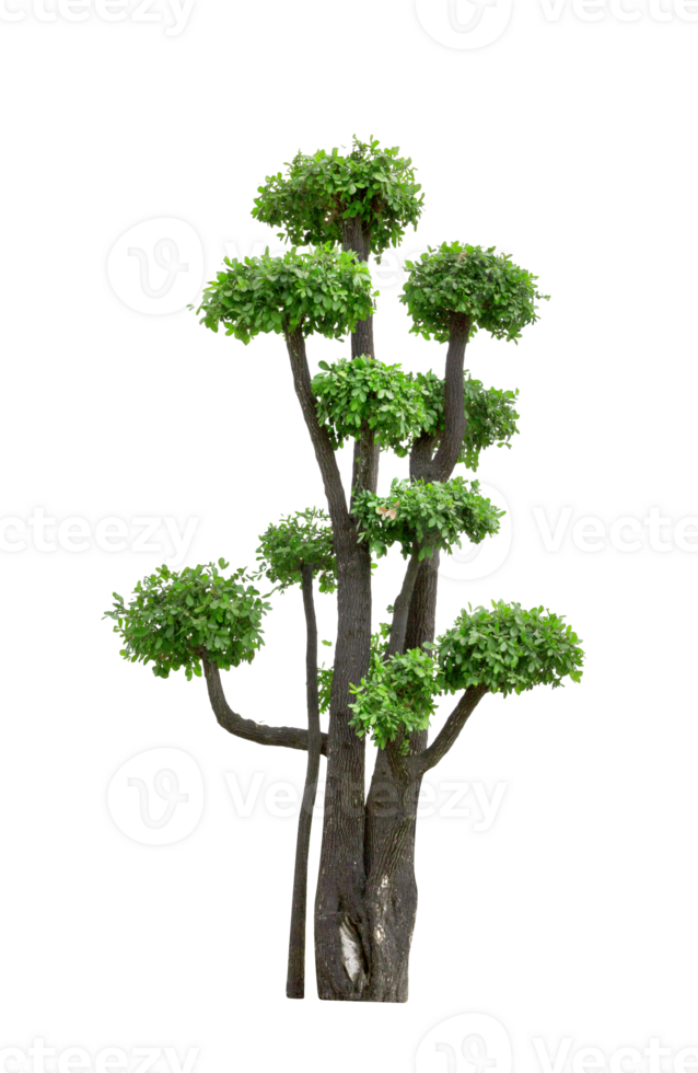 Bonsai albero isolato png