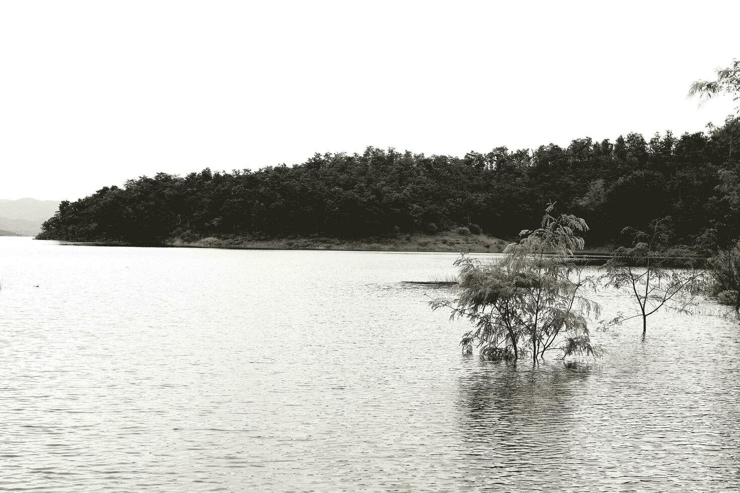 The tree growing in the lake or river with green mountain and white clouds background in black and white color style. Beauty of Nature, Plant and Life concept. photo