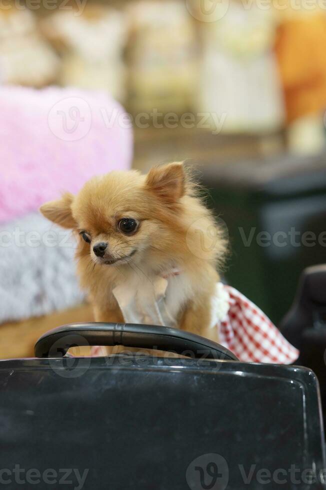 Brown puppy wearing red skirt - animals photo