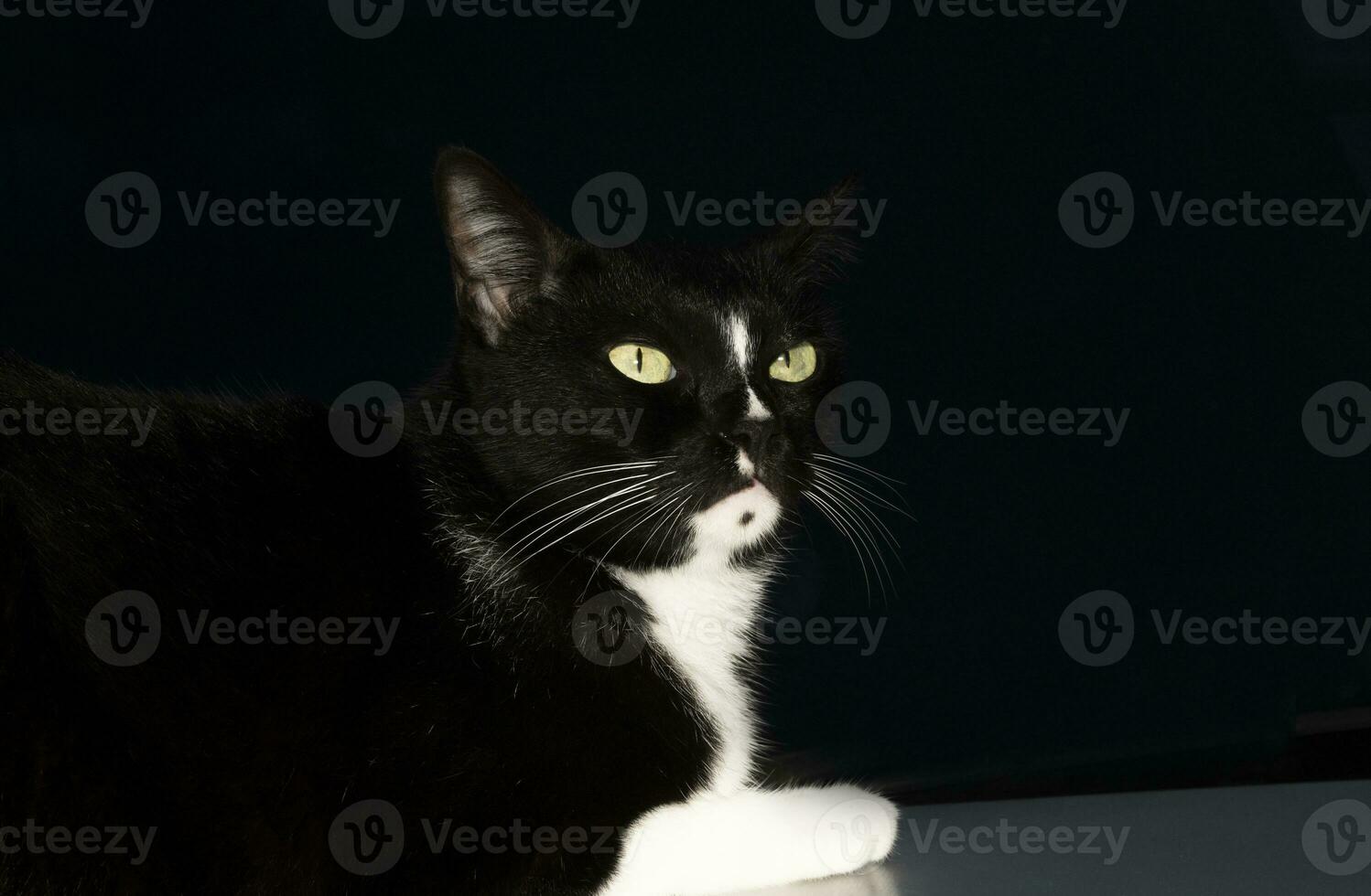 One black cat on a black background photo