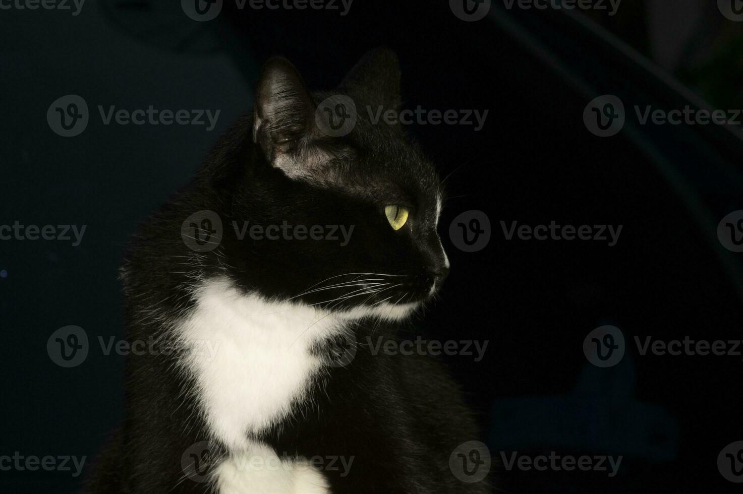 One black cat on a black background photo