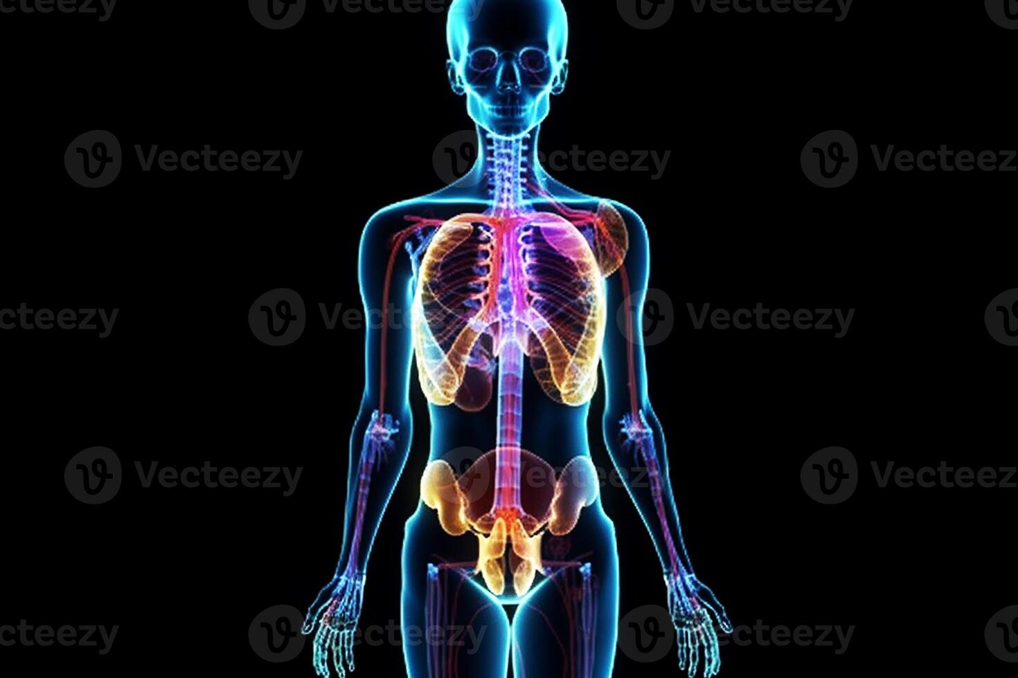 Anatomical skeleton of the female body in neon glow. Black background. photo