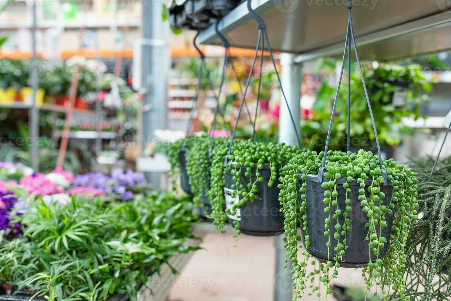 Succulent string of pearls hanging in a pot photo