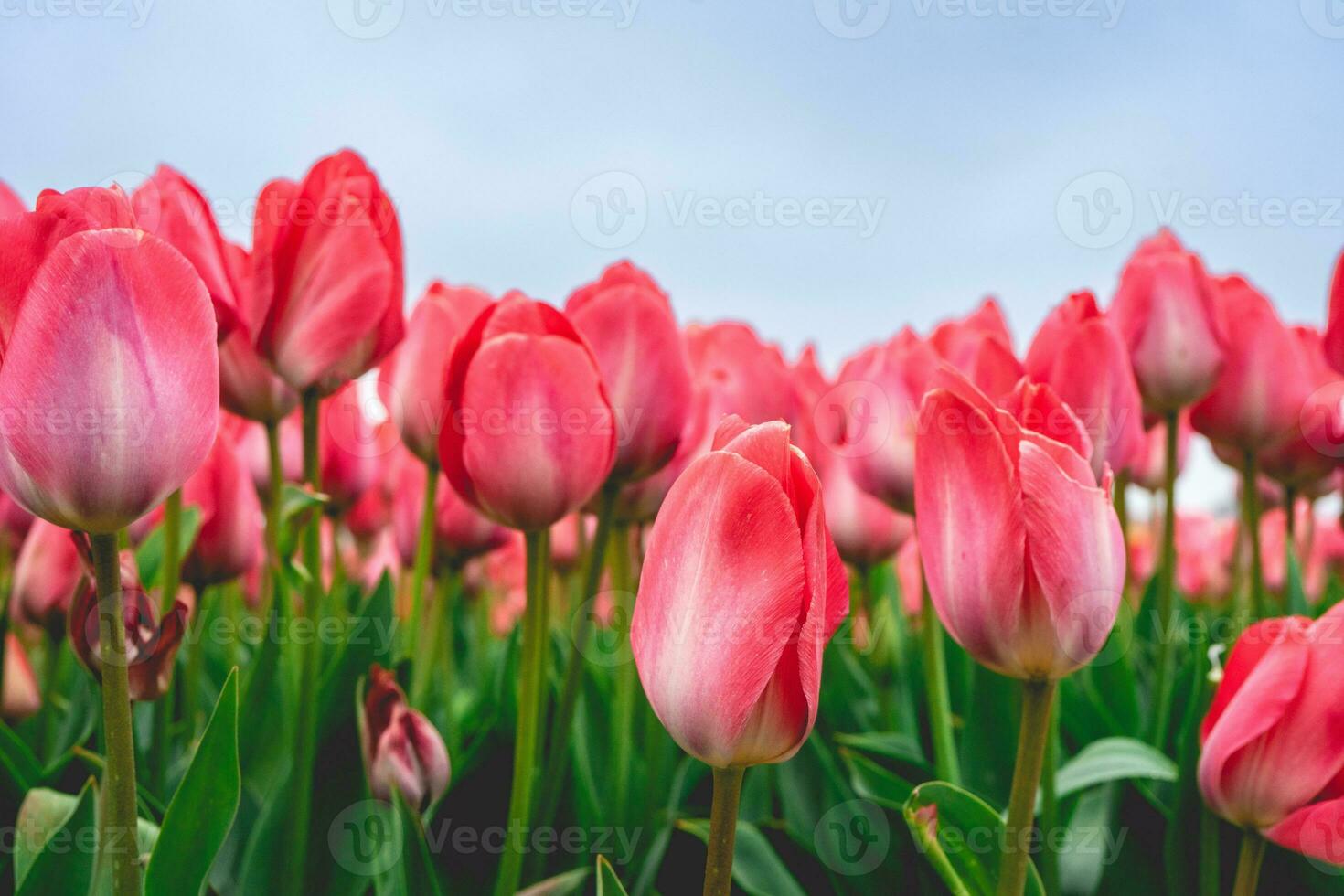 Rows of pink tulips in The Netherlands, During Spring. photo