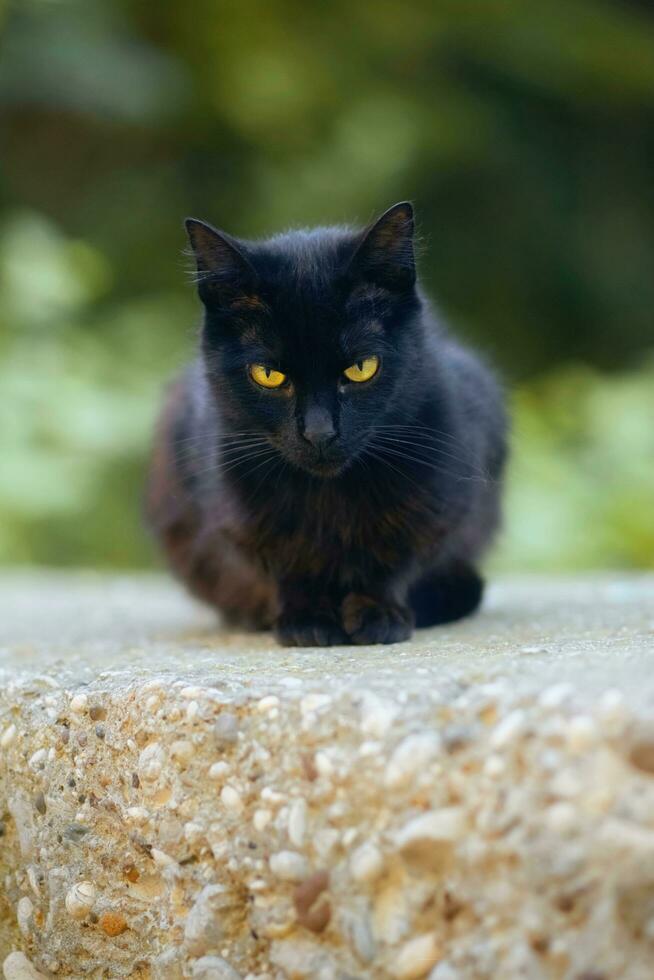 Portrait shot of beautiful black domestic cat with yellow eyes photo