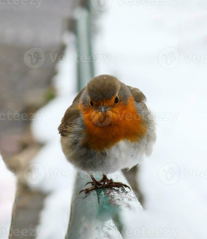 Close up photos taken of a very cute Robin bird in very cool weather