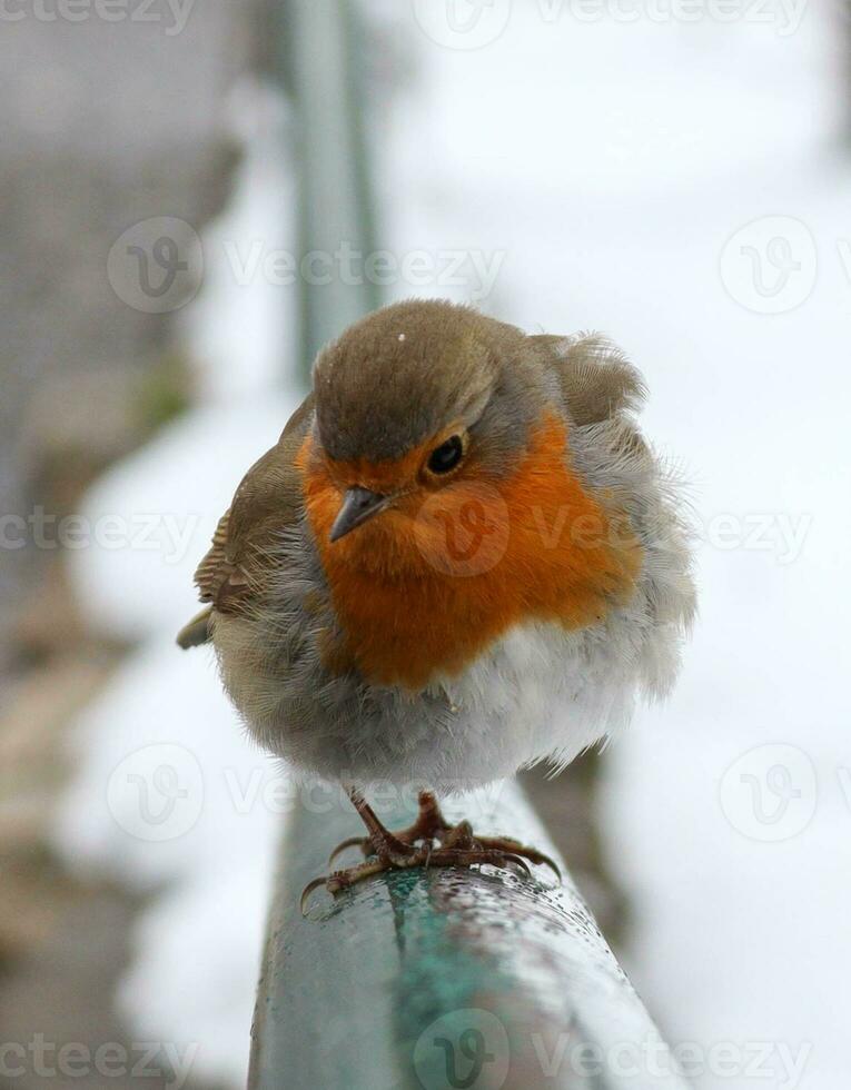 Close up photos taken of a very cute Robin bird in very cool weather