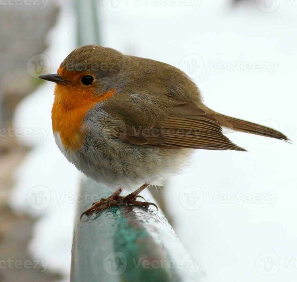 cerca arriba fotos tomado de un muy linda Robin pájaro en muy frio clima